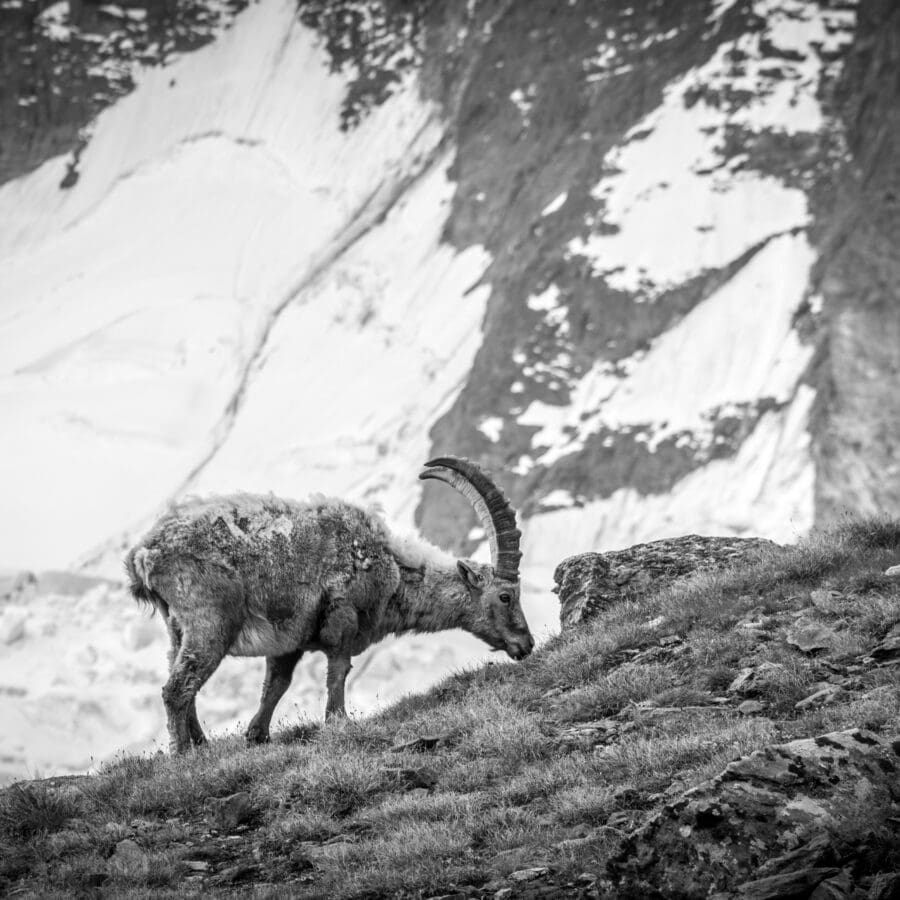 Animaux collectie